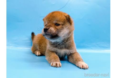 成約済の東京都の柴犬-239989の11枚目