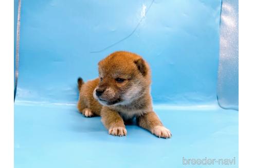 成約済の東京都の柴犬-239989の12枚目