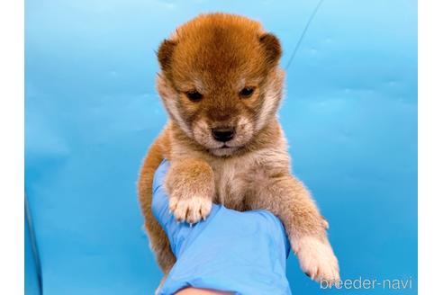 成約済の東京都の柴犬-239989の13枚目