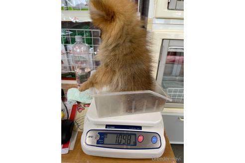 成約済の千葉県のポメラニアン-229360の15枚目