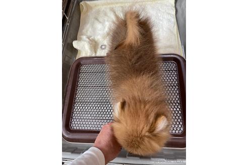 成約済の千葉県のポメラニアン-229360の16枚目