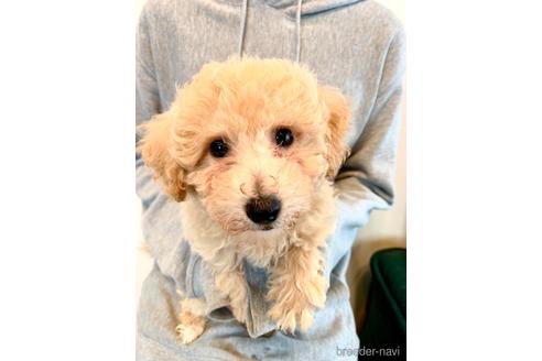 成約済の静岡県のミックス犬-237615の16枚目