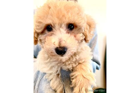 成約済の静岡県のミックス犬-237615の15枚目