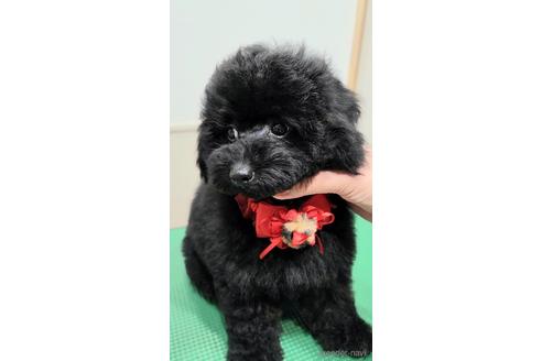 成約済の栃木県のトイプードル-228933の14枚目