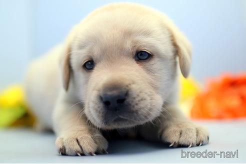 成約済の埼玉県のラブラドールレトリーバー-238689の1枚目