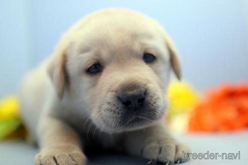 成約済の埼玉県のラブラドールレトリーバー-238689の5枚目