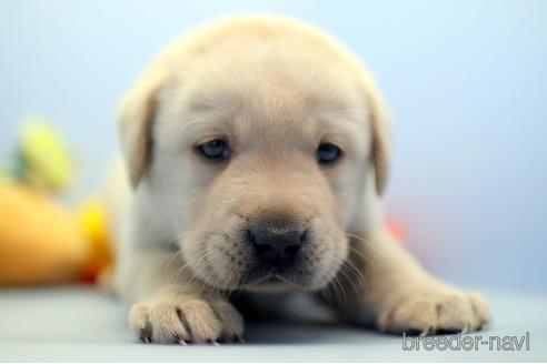 成約済の埼玉県のラブラドールレトリーバー-238689の3枚目