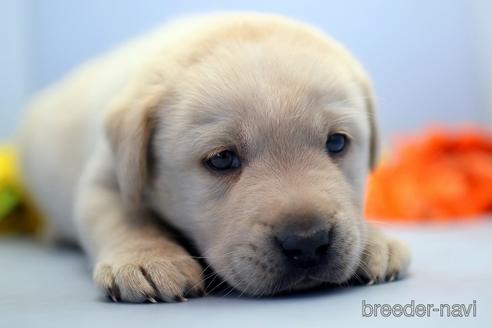 成約済の埼玉県のラブラドールレトリーバー-238689の2枚目