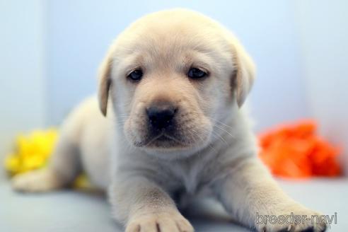 成約済の埼玉県のラブラドールレトリーバー-238692の5枚目