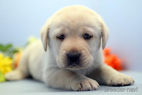 成約済の埼玉県のラブラドールレトリーバー-238692の4枚目