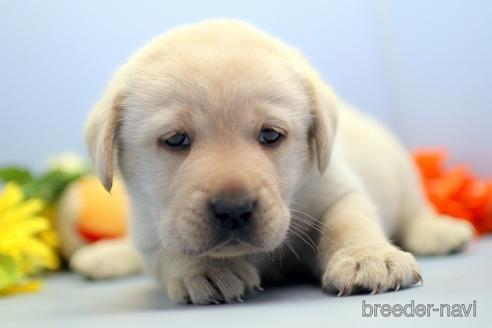 成約済の埼玉県のラブラドールレトリーバー-238692