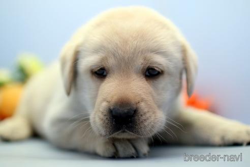 成約済の埼玉県のラブラドールレトリーバー-238692の3枚目