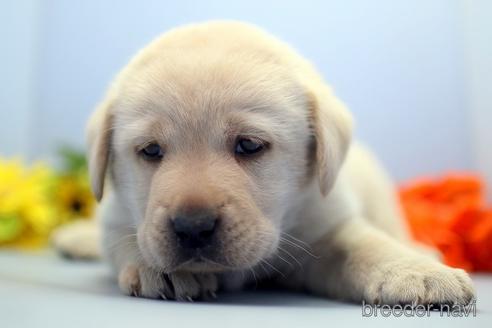 成約済の埼玉県のラブラドールレトリーバー-238692の2枚目