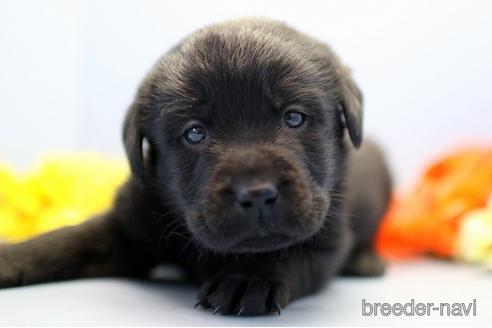 成約済の埼玉県のラブラドールレトリーバー-238690の1枚目