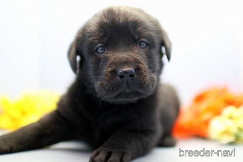 成約済の埼玉県のラブラドールレトリーバー-238690の5枚目