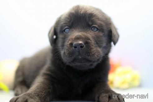 成約済の埼玉県のラブラドールレトリーバー-238690の4枚目