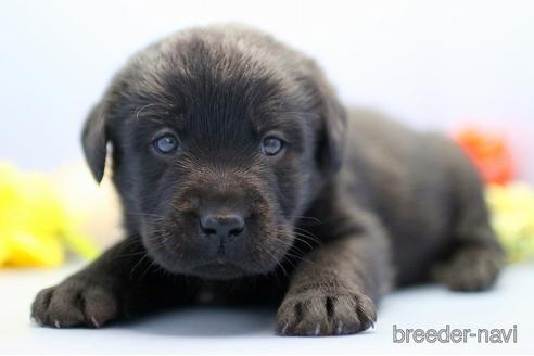 成約済の埼玉県のラブラドールレトリーバー-238690の3枚目