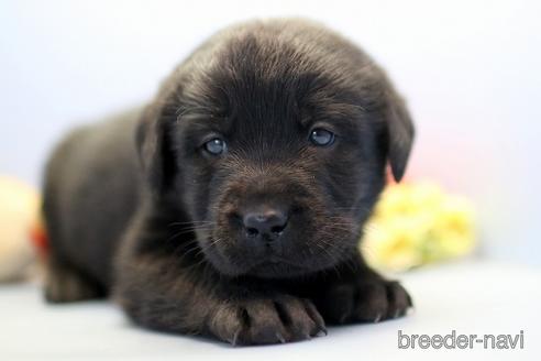 成約済の埼玉県のラブラドールレトリーバー-238690の2枚目