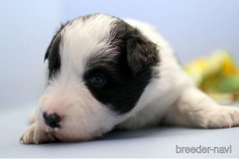 成約済の埼玉県のボーダーコリー-240055の1枚目