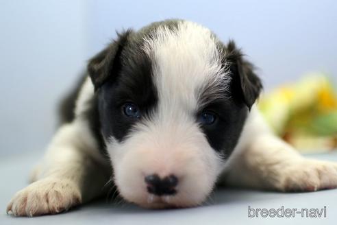 成約済の埼玉県のボーダーコリー-240055の5枚目