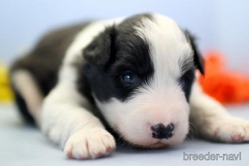 成約済の埼玉県のボーダーコリー-240055の4枚目