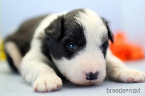 成約済の埼玉県のボーダーコリー-240055の3枚目