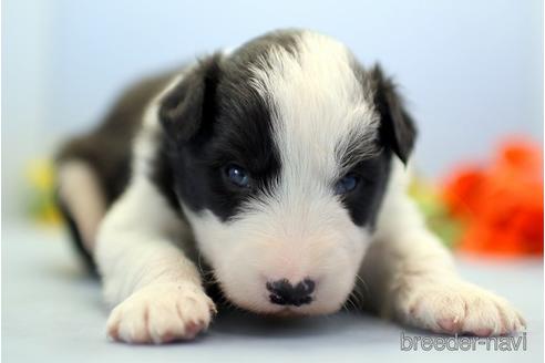 成約済の埼玉県のボーダーコリー-240055の2枚目