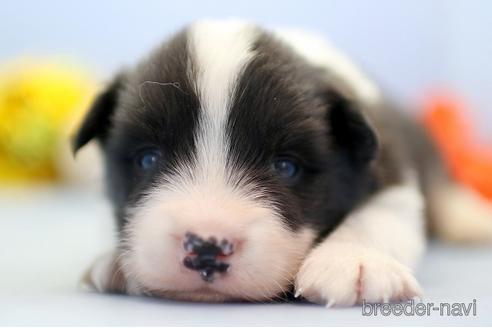 成約済の埼玉県のボーダーコリー-240057