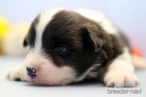 成約済の埼玉県のボーダーコリー-240057の5枚目