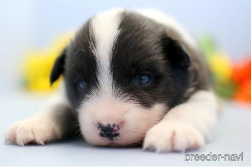 成約済の埼玉県のボーダーコリー-240057の4枚目