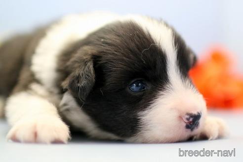 成約済の埼玉県のボーダーコリー-240057の3枚目