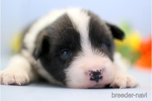 成約済の埼玉県のボーダーコリー-240057の2枚目