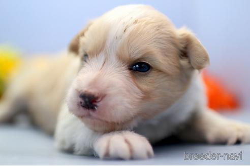 成約済の埼玉県のボーダーコリー-240058