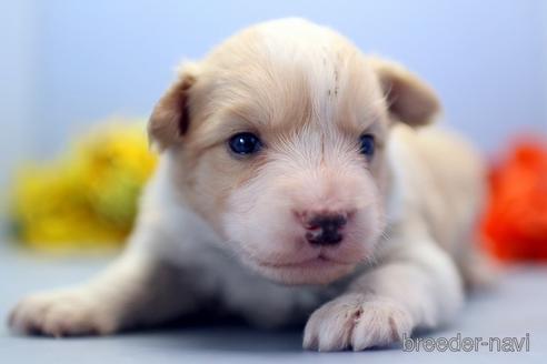 成約済の埼玉県のボーダーコリー-240058の5枚目