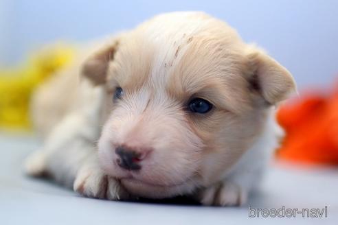 成約済の埼玉県のボーダーコリー-240058の4枚目