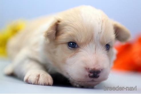 成約済の埼玉県のボーダーコリー-240058の3枚目