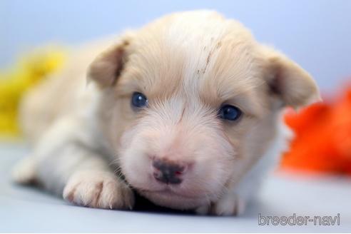 成約済の埼玉県のボーダーコリー-240058の2枚目