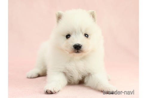 成約済の茨城県のミックス犬-240076の3枚目