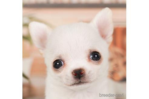 成約済の神奈川県のチワワ(ロングコート)-240093の1枚目