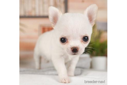 成約済の神奈川県のチワワ(ロングコート)-240093の3枚目