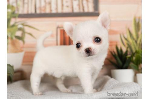 成約済の神奈川県のチワワ(ロングコート)-240093の4枚目