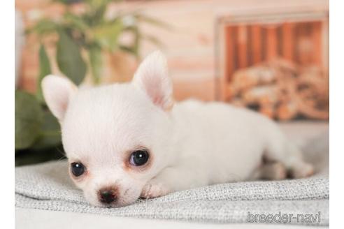 成約済の神奈川県のチワワ(ロングコート)-240093の5枚目