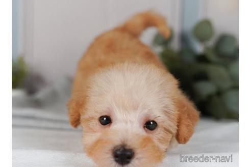 成約済の神奈川県のミックス犬-240095の2枚目