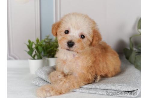 成約済の神奈川県のミックス犬-240095の4枚目