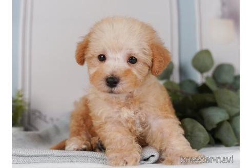 成約済の神奈川県のミックス犬-240095の3枚目