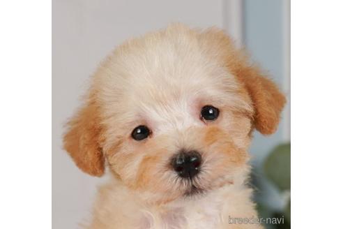 成約済の神奈川県のミックス犬-240095の1枚目