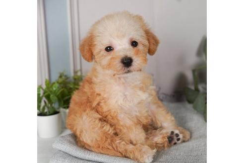 成約済の神奈川県のミックス犬-240095の5枚目