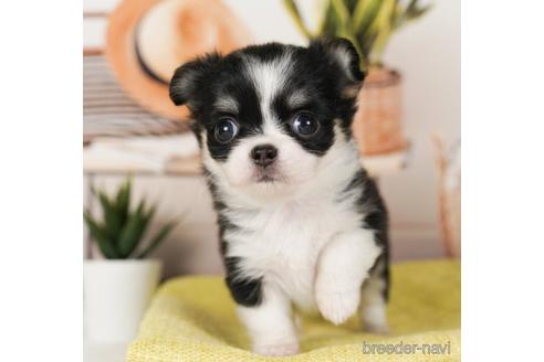 成約済の神奈川県のチワワ(ロングコート)-240100の3枚目