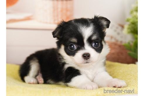 成約済の神奈川県のチワワ(ロングコート)-240100の2枚目