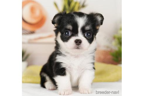 成約済の神奈川県のチワワ(ロングコート)-240100の1枚目